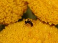 03 Inostemma reticulatum op boerenwormkruid Stalberg De Hamert_resize